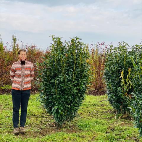 Prunus laurocerasus 'Genolia' Prunus laurocerasus 'Genolia'